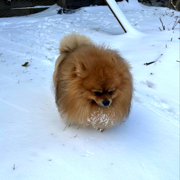 Whiskey Accepts Offers! - Picture 4 of 8